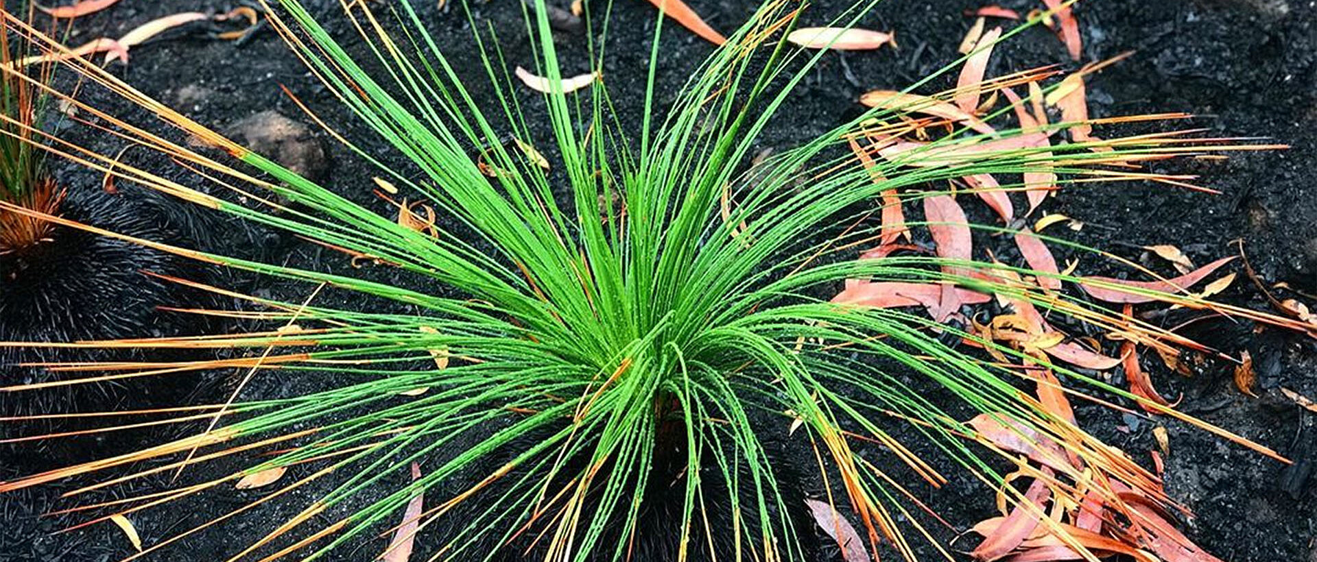 Рекультивация загрязненных земель